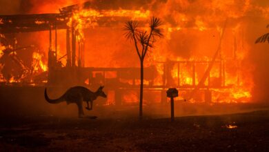 Matthew Abbott : Avusturalya Orman Yangını 46 Matthew Abbott