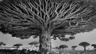 Beth Moon, Antik Ağaçlar: Zaman Portreleri 43 beth moon ancient trees 11