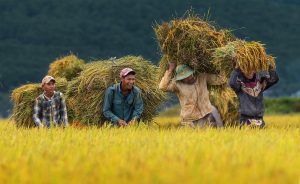 01 NguyenlinhvinhQuoc VN Harvesting joy IMG 2 2 99701201382 1