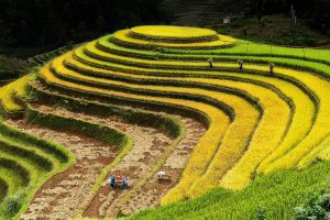 04 NguyenlinhvinhQuoc VN Harvesting rice IMG 2 2 99701201382 4