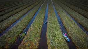 Cau Duc pineapple harvest IMG 2 2 99856931489 2