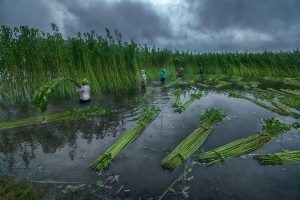 Jute Worker IMG 2 2 99201646474 1