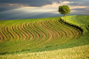 Mato Zeman Spring Fields IMG 2 2 99205704805 2