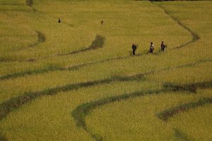 Rice Field IMG 2 2 99495437241 4