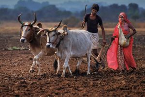 Sowing In India IMG 2 2 99636783018 4