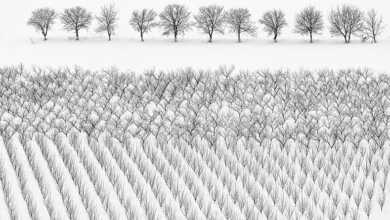 Adana Rotary Kulübü 17. Uluslararası Fotoğraf Yarışması 8 adana rotary 16 header