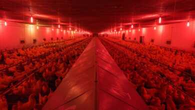 Daniel Szalai : Novogen 41 novogen header 1200x675 1