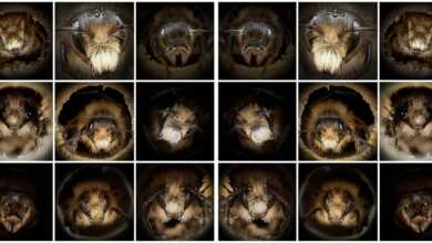 Josh Forwood : Close-Up Bees 38 Yakin Cekim Portreleri Arilarin Ne Kadar Farkli Gorunduklerini Ortaya Cikariyor header