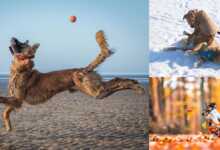 2021 Komedi Evcil Hayvan Fotoğraf Ödülleri'nden 23 Komik Finalist 20 23 Funny Finalists from the 2021 Comedy Pet Photo Awards header