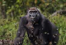 Kelebeklerle Çevrili Goril 2021 Küresel Fotoğraf Yarışmasını Kazandı 4 Gorilla Surrounded by Butterflies Wins 2021 Global Photo Contest header
