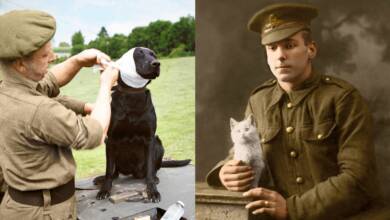 Tom Marshall : Savaş Zamanı Hayvanları 35 Savas Zamani Hayvanlarinin Renklendirilmis Fotograflari Fedakarliklarini Ortaya Cikariyor header