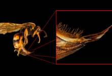 Bu Böcek Makroları, 151 MP 8.000 Fotoğraf ve 86 Saatlik Düzenleme Gerektirdi 12 These Bug Macros Required 8000 151MP Photos and 86 Hours of Editing 800x420 1