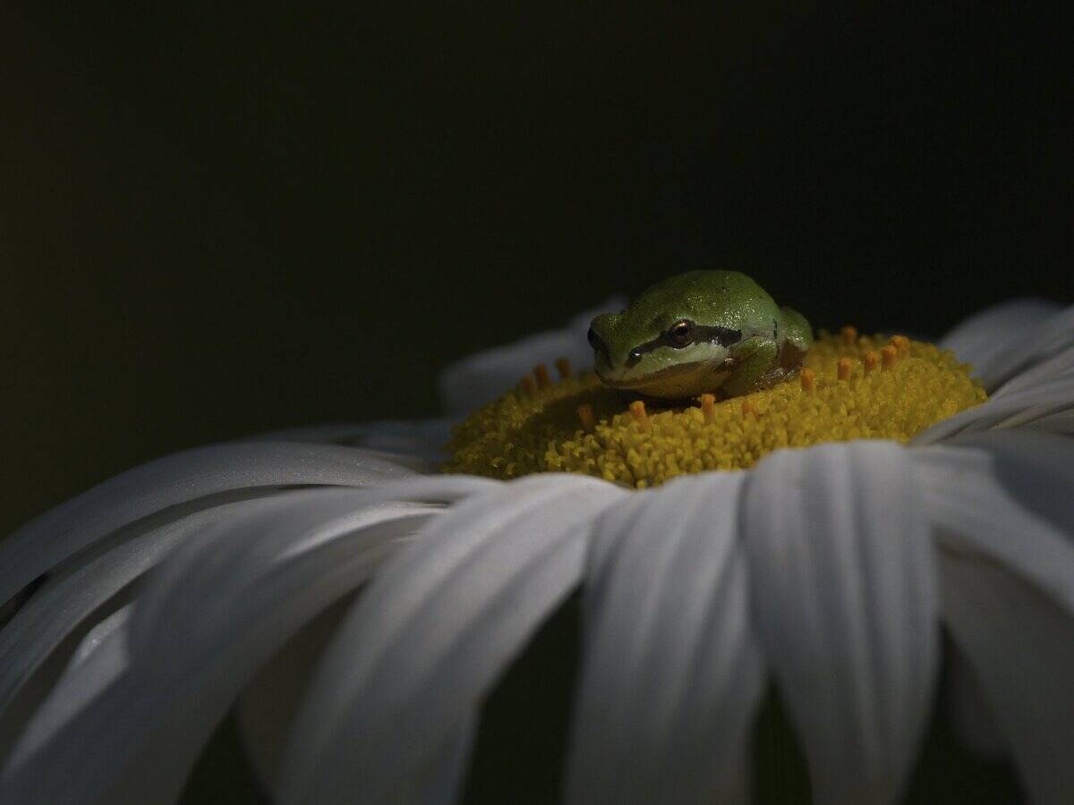 Pacific_tree_frog - Sanal Sergi