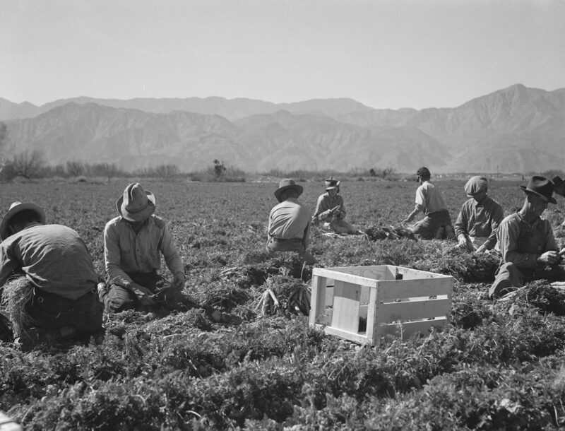 carrot pullers dorothea lange