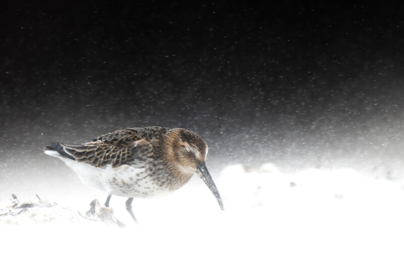 2 Young Bird Photographer of the Year