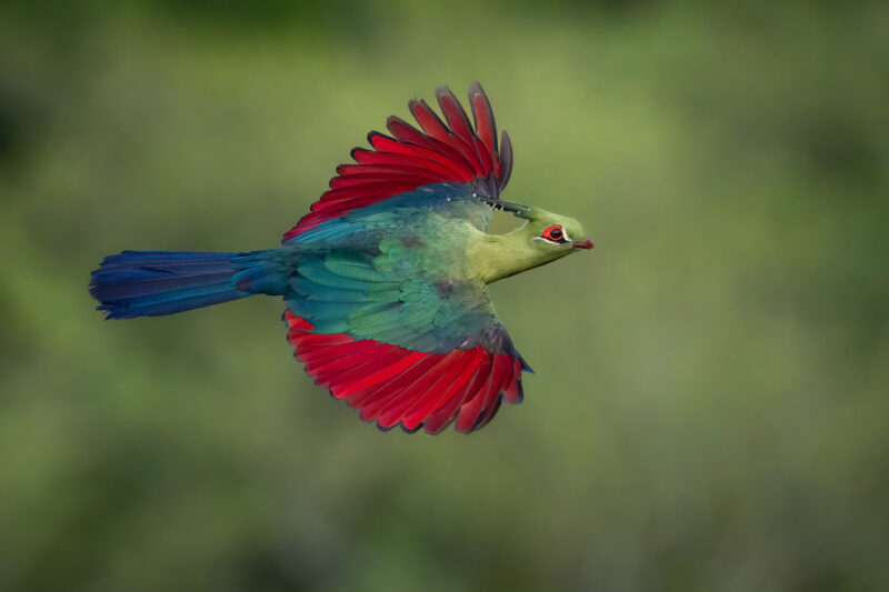 BRONZE Birds in Flight