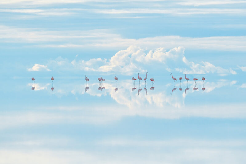 © Junji Takasago Wildlife Photographer of the Year