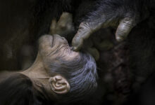 2022 Wilderness Safaris Africa in Focus 2 Photographer of the Year Touch by Tomasz Szpila