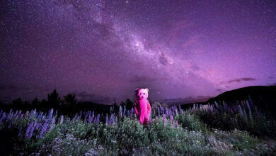 Paul Robinson : Pembe Ayı Moğolistan'da 43 The Pink Bear header