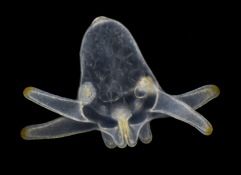 Van Egmond anemone larva