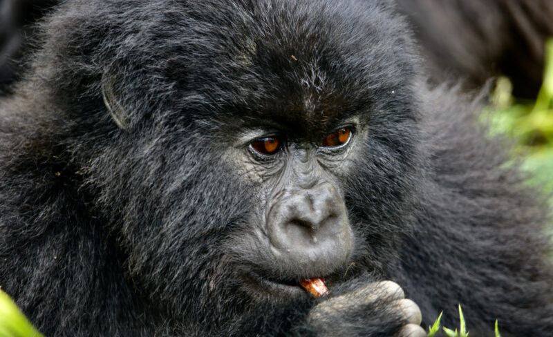 Young Photographer of the Year Snack Time by Gabriela Potgieter