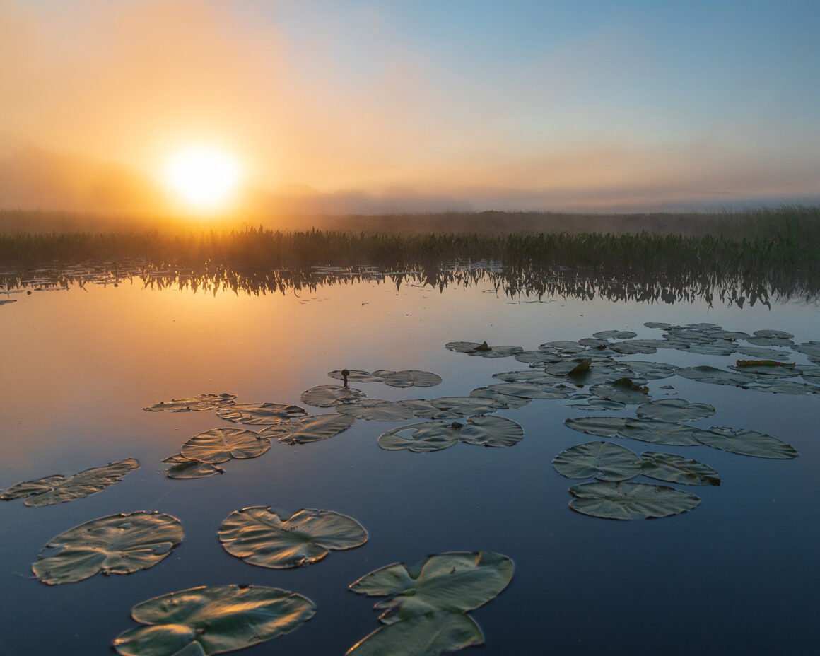 jeremy gray landscape guide fields pond sunrise lilypads complementary colors