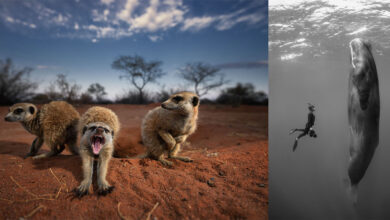 Vahşi Yaşamı Korumaya Para Toplamak İçin Satışta Çarpıcı Doğa Fotoğrafları 37 Vahsi Hayati Korumaya Para Toplamak Icin Satista Carpici Doga Fotograflar
