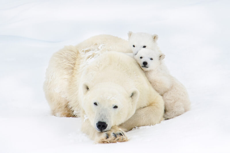 Valberg Michelle Polar Bears