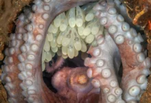 2022 Ocean Art Sualtı Fotoğraf Yarışması 25 01 Kat Zhou