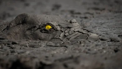 Dünya Doğa Fotoğrafçılığı Ödülleri (WNPA) 2023 6 Dunya Doga Fotografciligi Odulleri WNPA