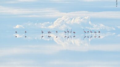 Vahşi Yaşam Fotoğrafçılığının Yükselişi 50 junji takasago wildlife photographer of the year