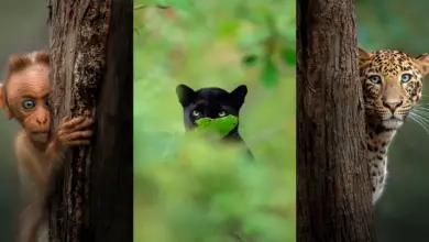 Hayvanların Bir Fotoğrafçıyla Gözgöze Geldiği An 44 Hayvanlarin Bir Fotografciyla Gozgoze Geldigi An