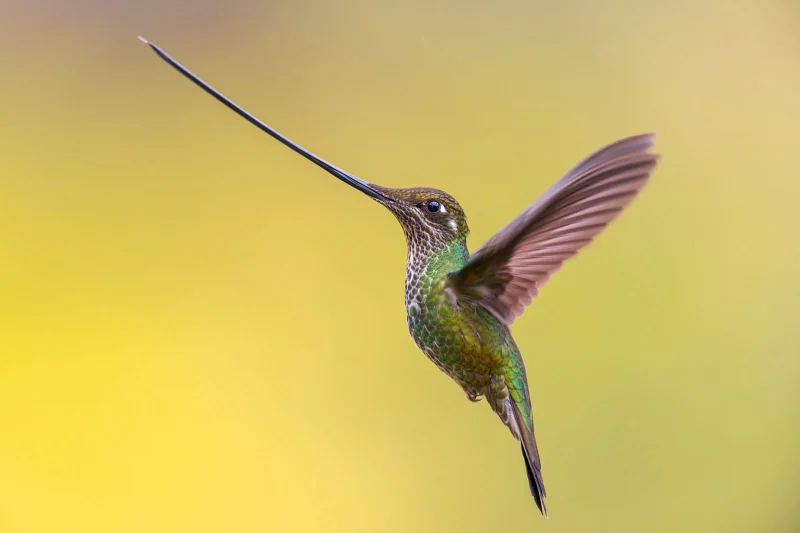 Gold Birds in Flight