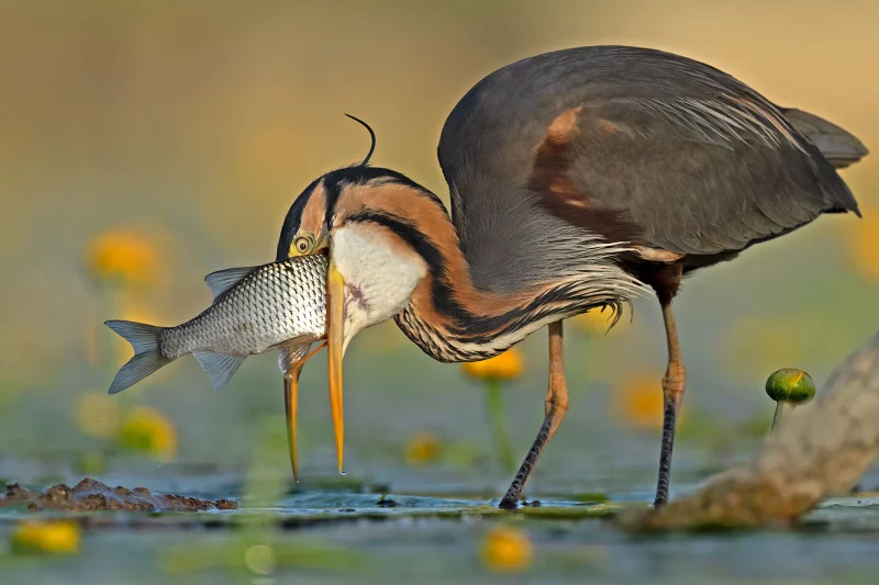 Gold Comedy Bird Photo