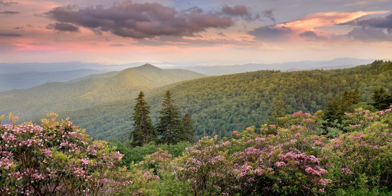 Mountain Laurel