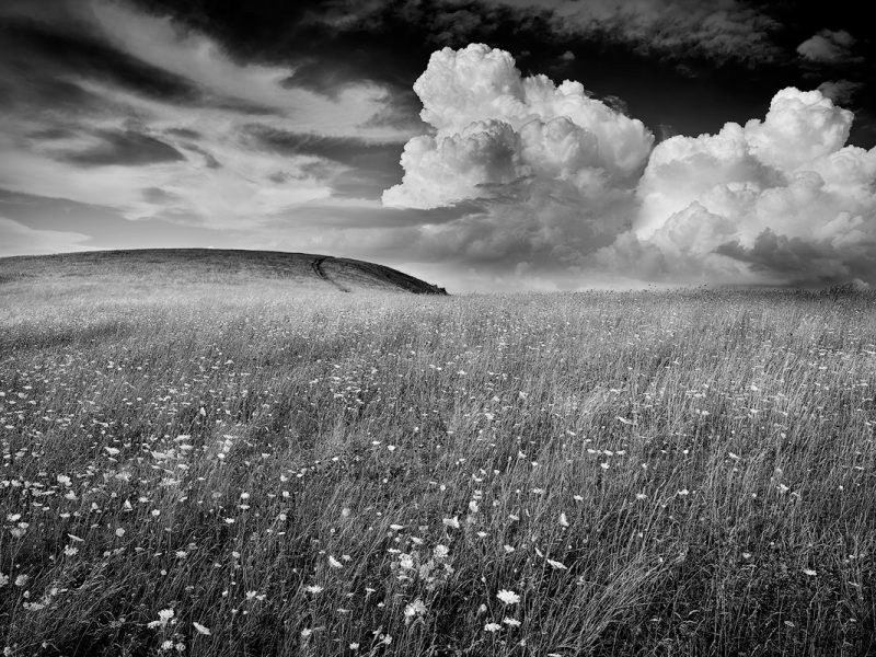 Queen Annes Lace Max Patch