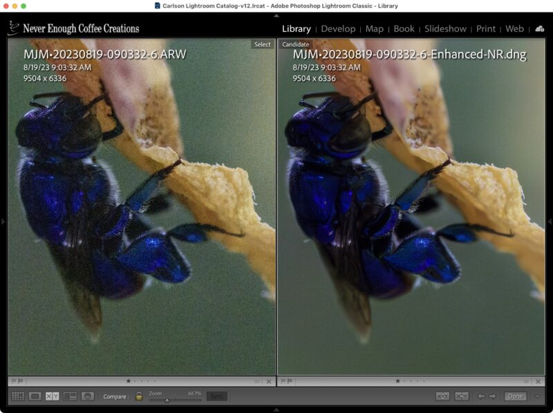 denoise lightroom compare insect2