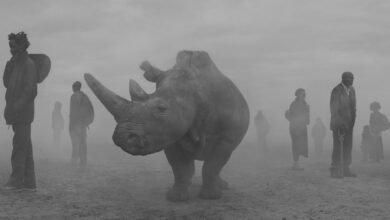 Nick Brandt - The day may break 42 Nick Brandt The day may break header