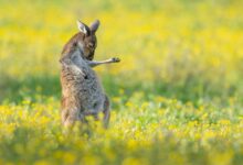 Comedy Wildlife Photography Awards 2023 20 1. OVER ALL WINNER CREATURES OF THE LAND WINNER Jason Moore Air Guitar Roo
