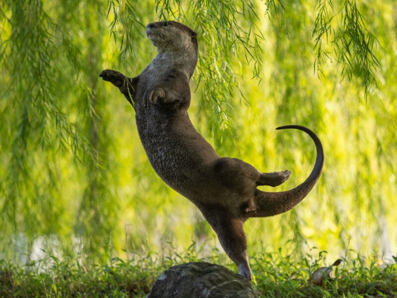 2. UNDERWATER CATEGORY WINNER Otter Kwek An otter ballerina