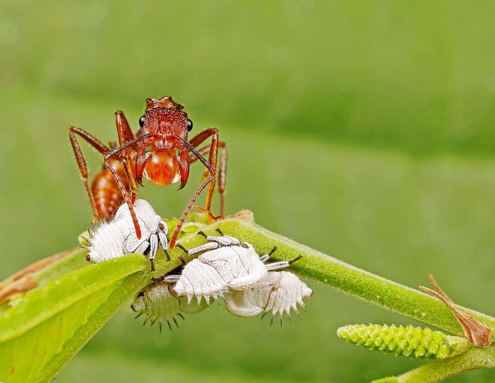 25-most-beautiful-macro-photography-examples-for-your-inspiration-and