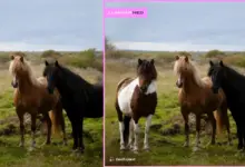 Luminar Neo'nun GenExpand AI Aracı 12 Luminar Neo Adds AI Powered GenExpand