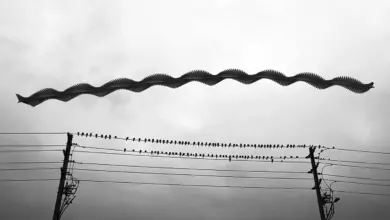 Raghuvamsh Chavali - Kuşların Uçuş Yolu 90 Raghuvamsh Chavali