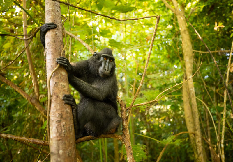 j Celebes Crested Macaque 14 5 2023 60