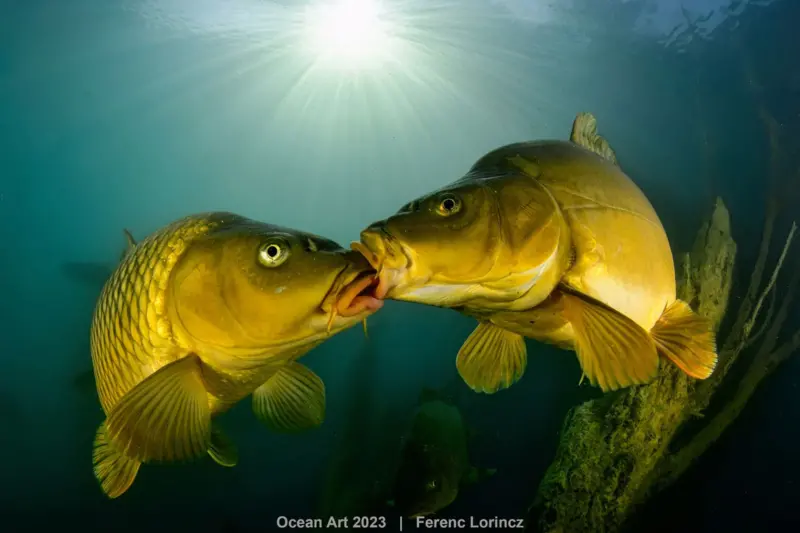 4th Cold Water Ferenc Lorincz Carp Love 1536x1024 1