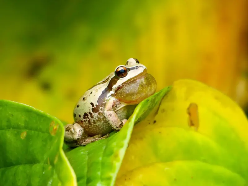 close up of frog