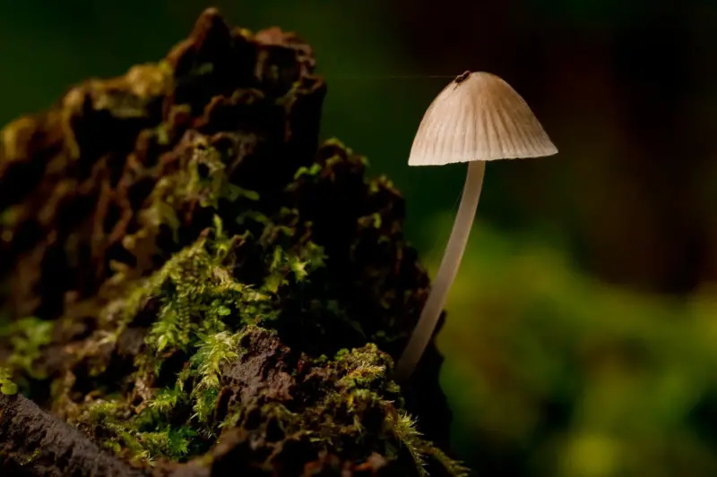 mushrooms growing on log