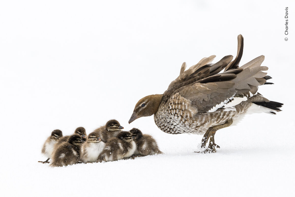 ©Charles Davis Wildlife Photographer of the Year