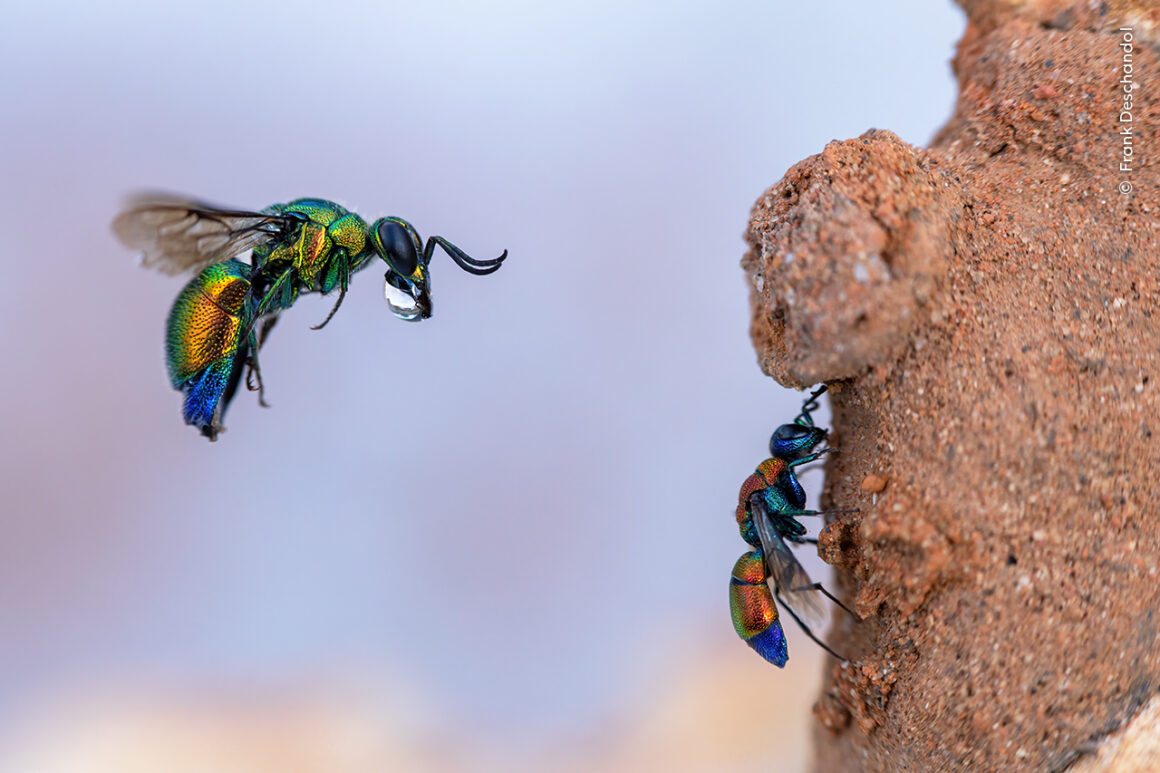 ©Frank Deschandol Wildlife Photographer of the Year