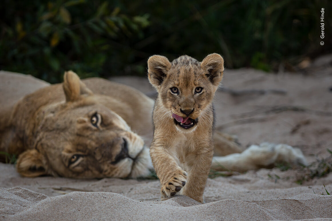 ©Gerald Hinde Wildlife Photographer of the Year